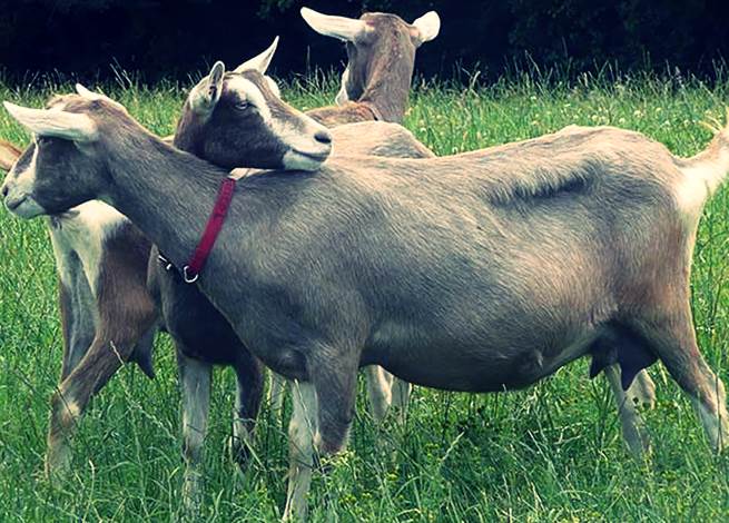 Тоггенбургская порода коз фото
